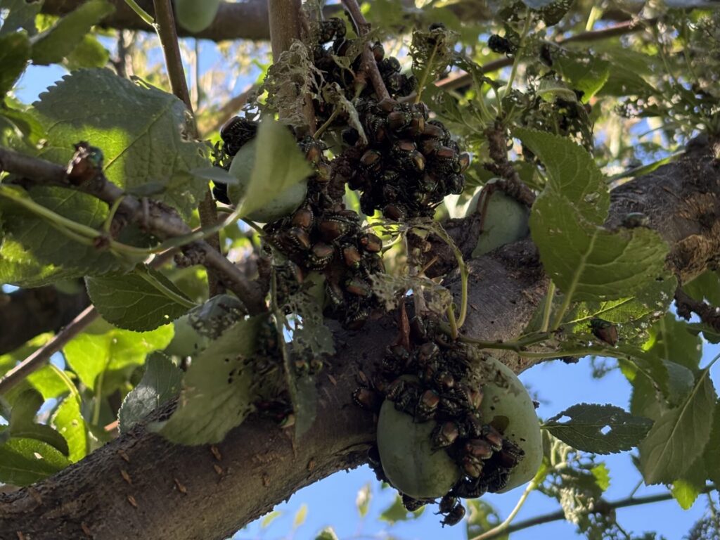 Popillia japonica