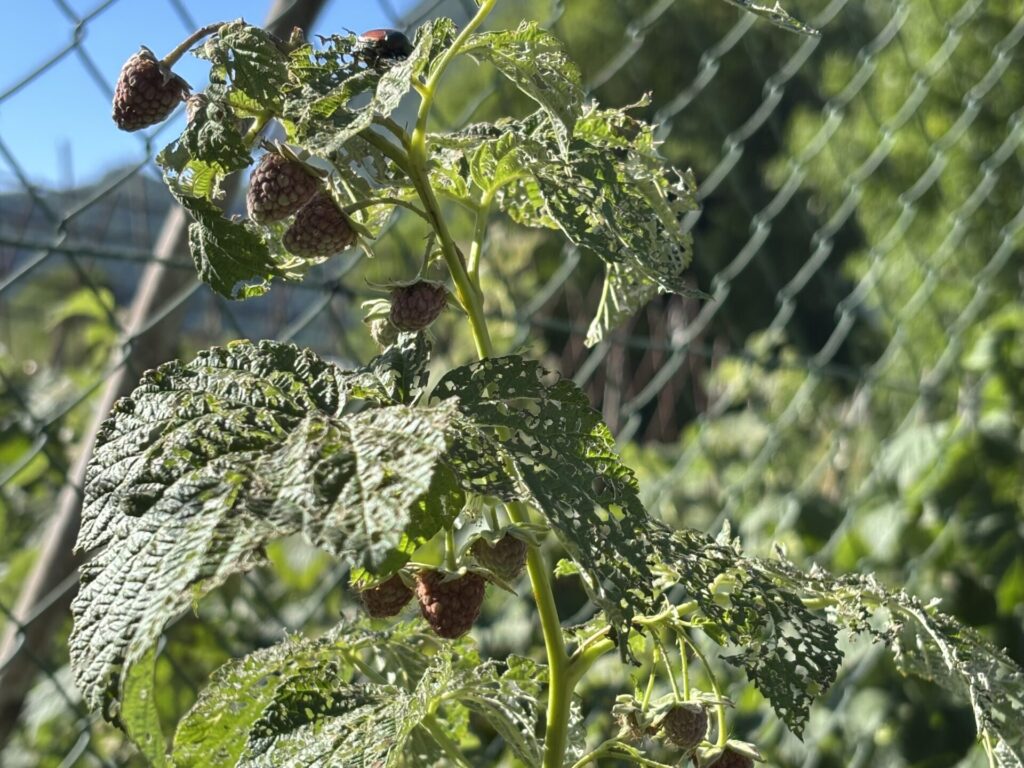 Popillia japonica