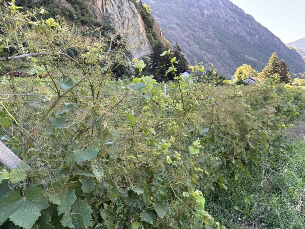 Popillia japonica
