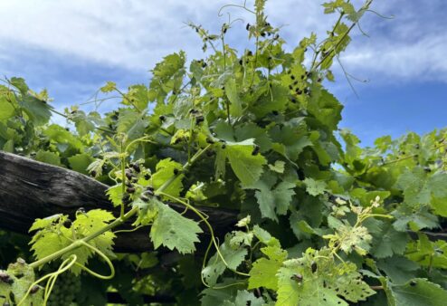 Cresce l’emergenza Popillia japonica nei vigneti della Bassa Valle: “I trattamenti non bastano più”