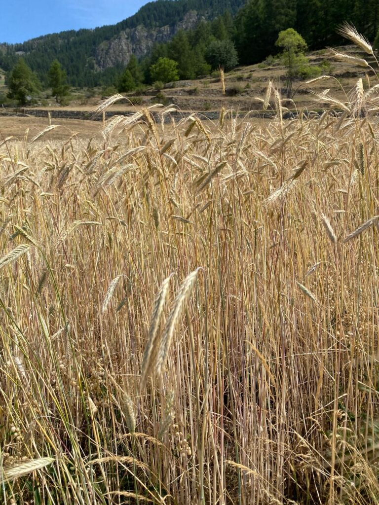 Storie di Grano e Profumo di Biscotti