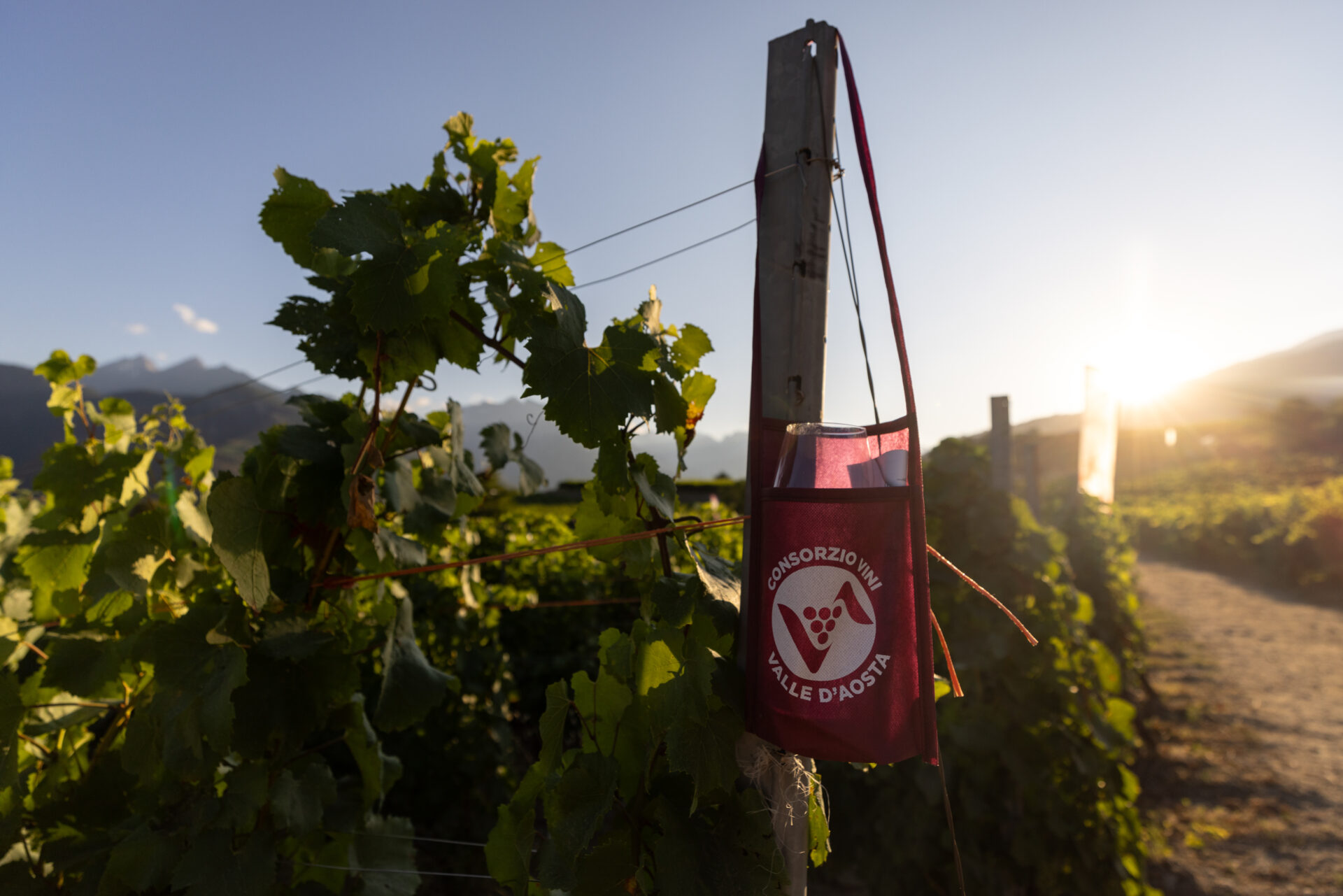 Vini in Vigna