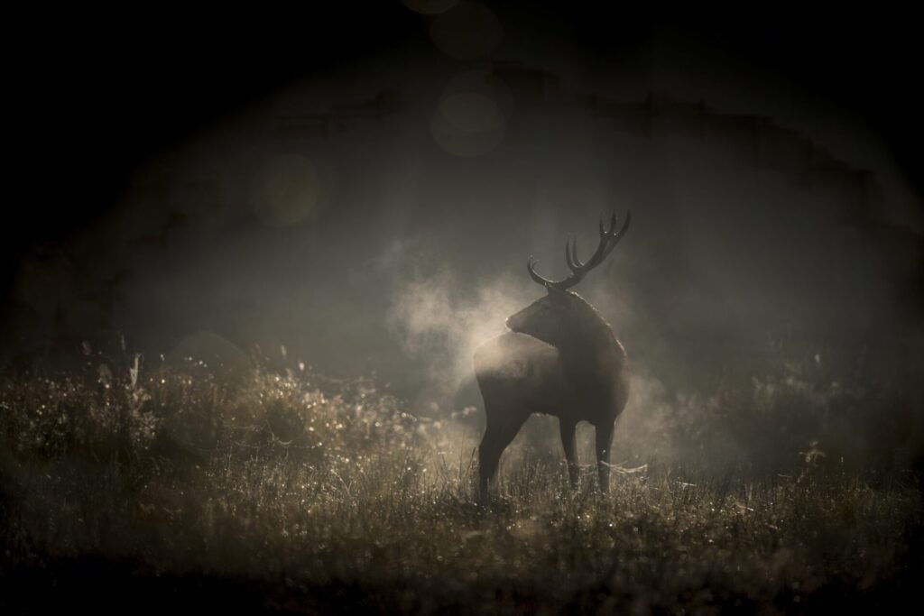 WHISPERS IN THE WOODS VincentMunier scaled