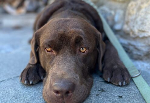 Caldo e cani: come proteggerli e riconoscere un colpo di calore