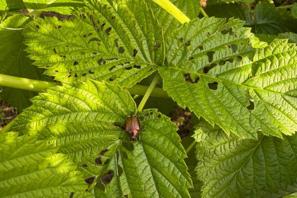 Una foglia di lampone con una Popillia japonica
