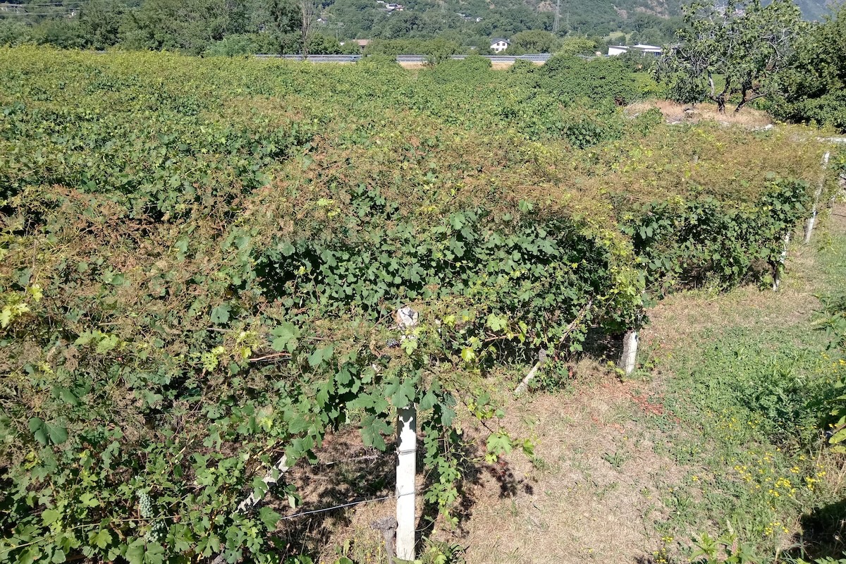 Un vigneto ad Arnad colpito dalla Popillia japonica 