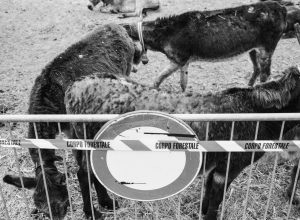 Foto di Luca Benedet