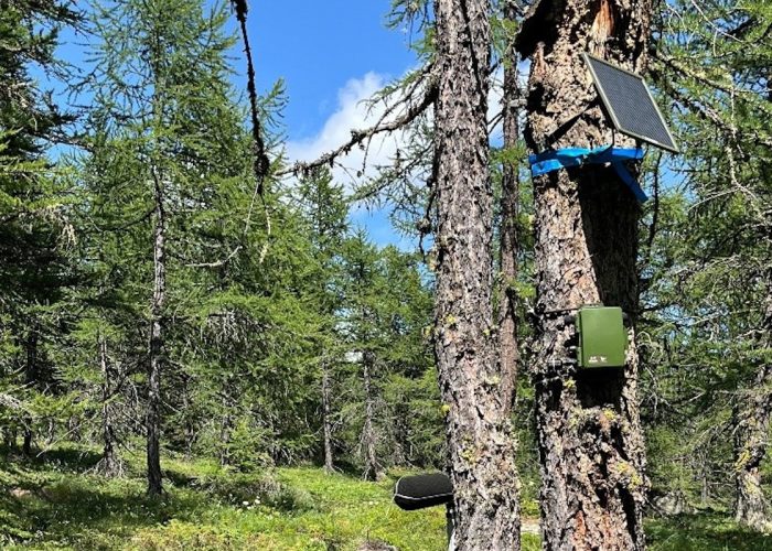 La strumentazione Arpa nel lariceto di Torgnon