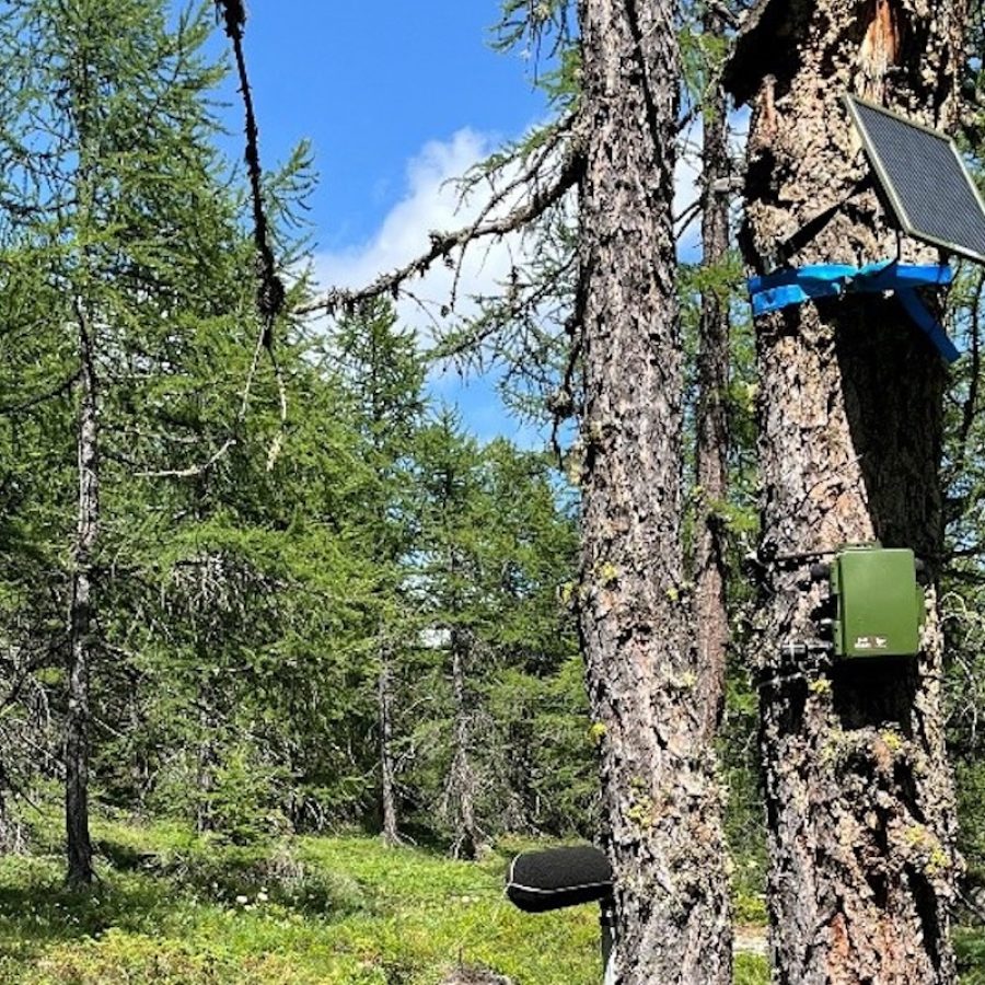 La strumentazione Arpa nel lariceto di Torgnon
