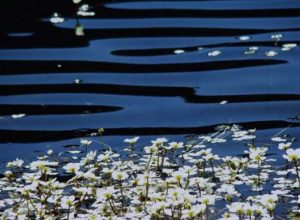 I° classificata edizione 2008 Monica Chiale "Soffio di vento"