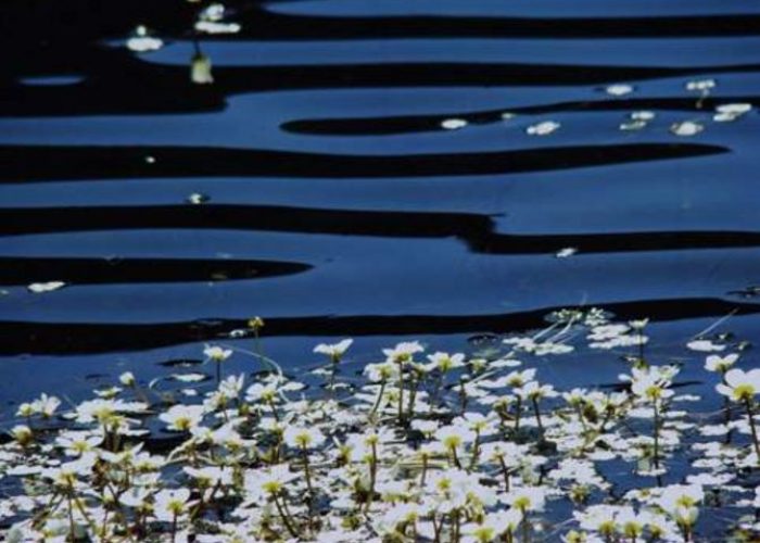 I° classificata edizione 2008 Monica Chiale "Soffio di vento"