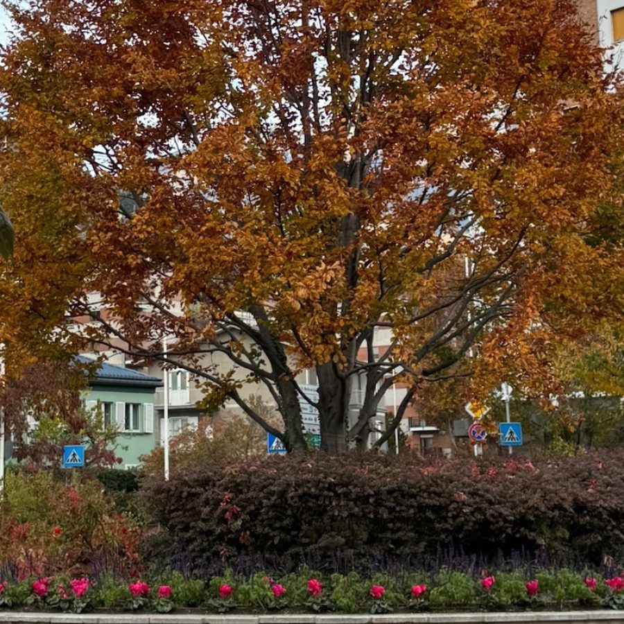 Verde pubblico Aosta