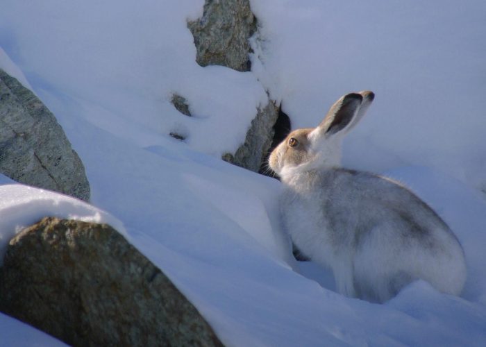 Lepre bianca - Foto parco nazionale del gran paradiso