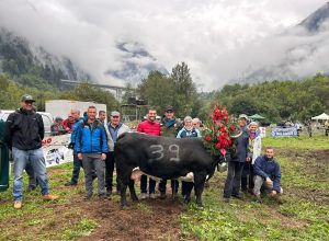 Queen di Fulvio Borbey, regina nel primo peso: l’allevatore di Pollein ha qualificato per la Regionale ben quattro bovine