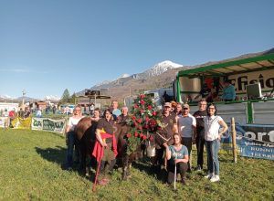 La festa per Berleun di Gianni e Michela Champion, regina in patria in prima categoria: la bovina era stata terza nel concorso del Deuxième Veau nel 2024