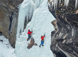 Gipeto - Foto di Roberto Andrighetto