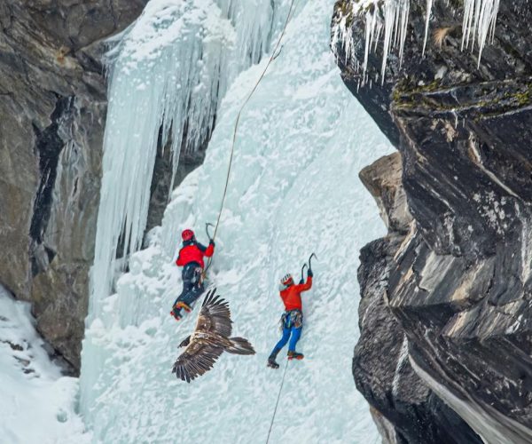 Gipeto - Foto di Roberto Andrighetto