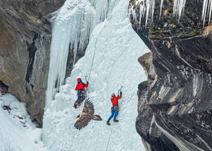 Gipeto - Foto di Roberto Andrighetto