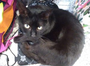 o pctefdrstiwvpvvrlcfdfwwjyckvy