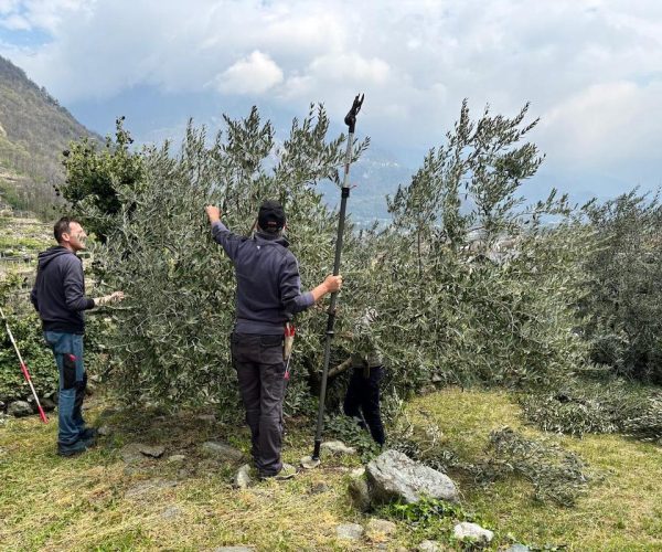 Il corso di potatura degli ulivi dell'Associazione valdostana olivicoltori