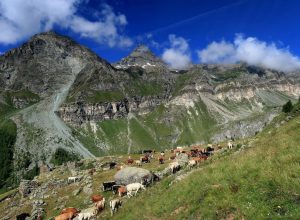 a Vallone di Cime bianche Ayas (AO) fonte portale I Luoghi del Cuore copia