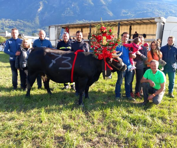 Guerra dei fratelli Quendoz era al suo debutto nel mondo delle batailles: reina di alpeggio, ha dominato la concorrenza nel difficile concorso di seconda categoria