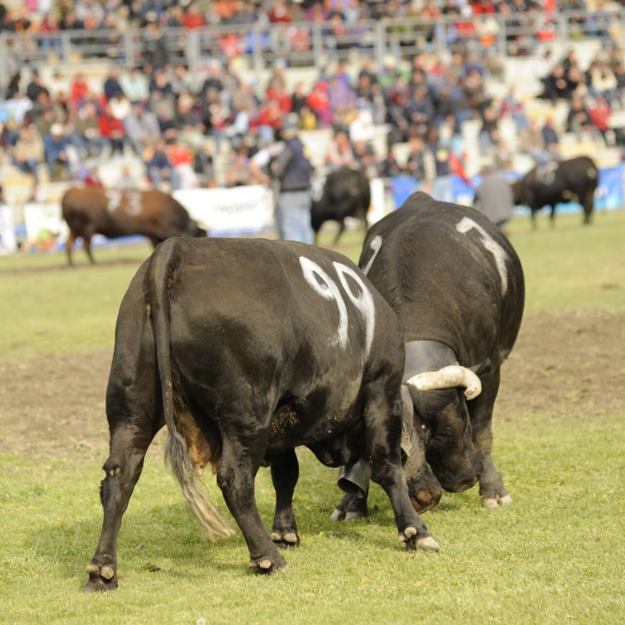 Uno scatto d'archivio della finale regionale delle batailles de reines