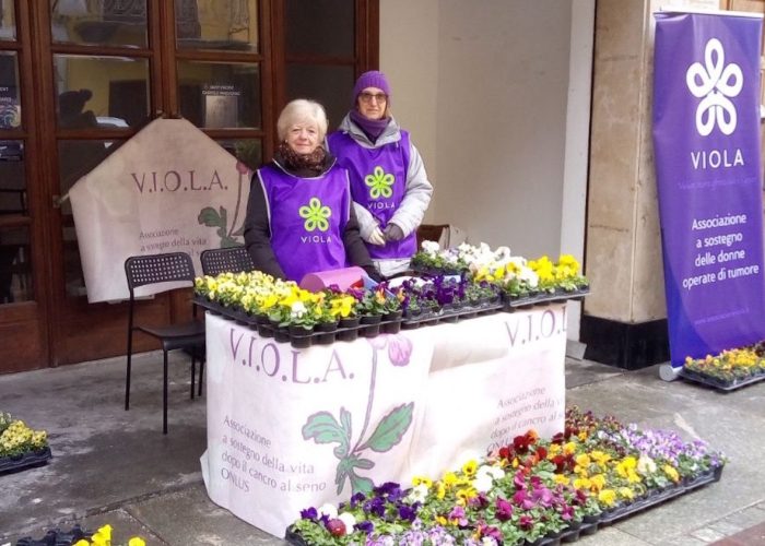 Viola
