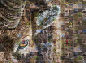 23° Gran Paradiso Film Festival