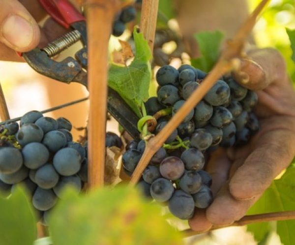 La vendemmia