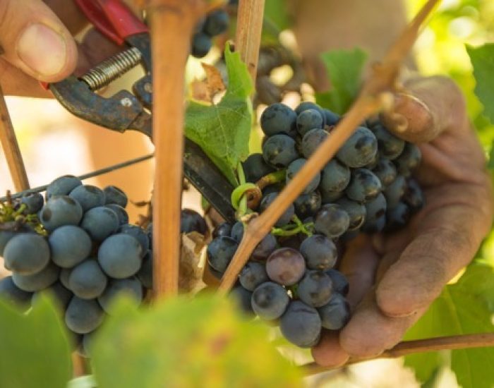 La vendemmia