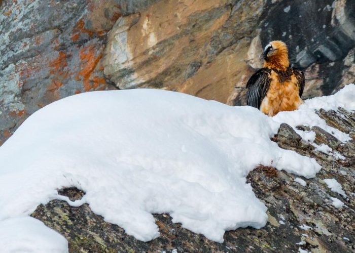 Il gipeto in Valnontey - Foto di Alberto Olivero