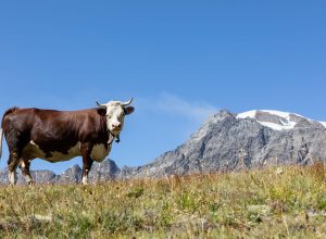 Estrema d'Alpeggio Fontina DOP