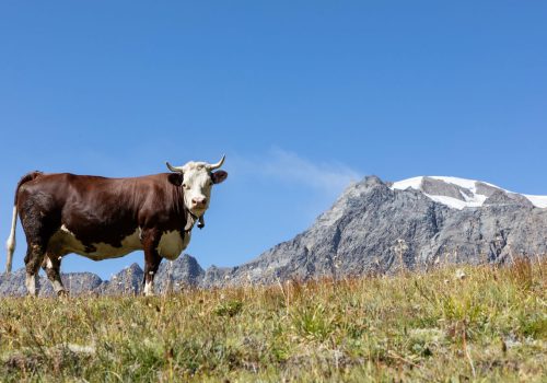 Estrema d'Alpeggio Fontina DOP