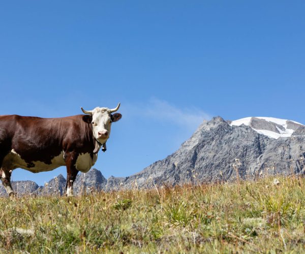 Estrema d'Alpeggio Fontina DOP