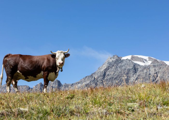 Estrema d'Alpeggio Fontina DOP