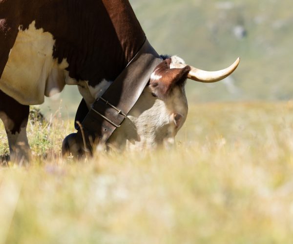 Estrema d'Alpeggio Fontina DOP