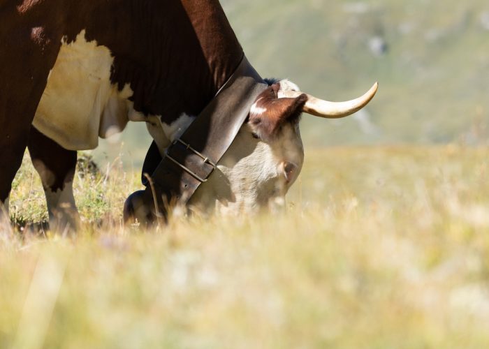 Estrema d'Alpeggio Fontina DOP