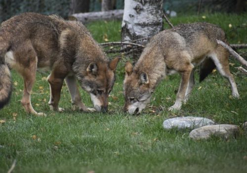 Lupi - Foto FB Parc Animalier Introd