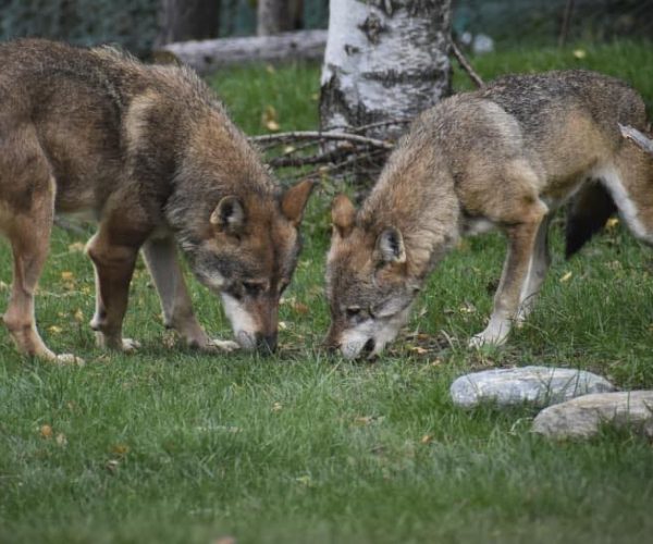 Lupi - Foto FB Parc Animalier Introd