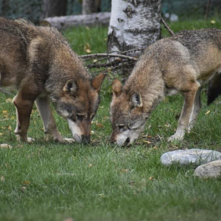 Lupi - Foto FB Parc Animalier Introd
