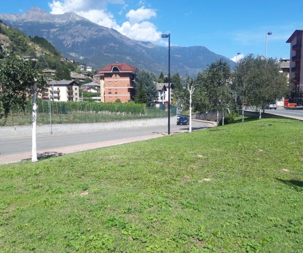 Le betulle tagliate nei pressi della rotatoria tra via Parigi e via delle Regioni
