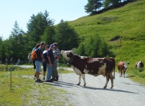 alpages ouverts