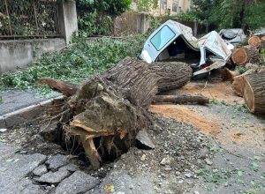 crollo alberi in via Pollio Salimbeni