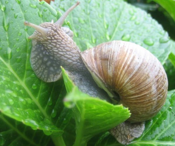 Lumache - lumaca - chiocciole - chiocciola