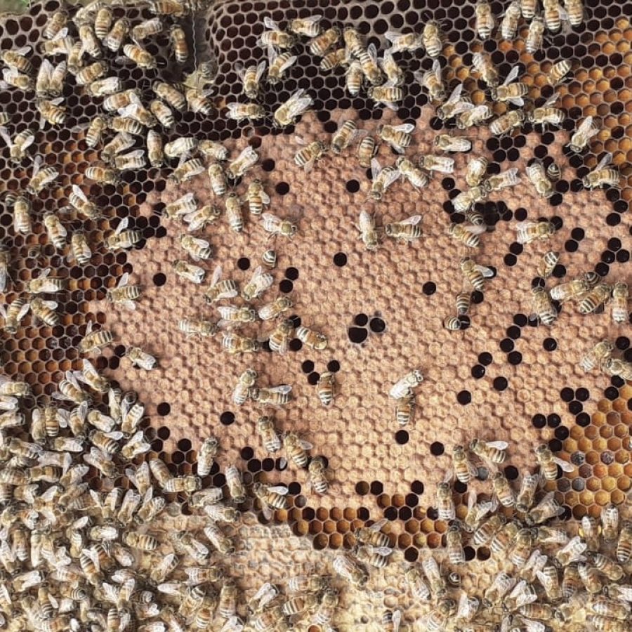 Apicoltura