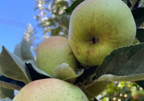 Mele renette - Cofruits