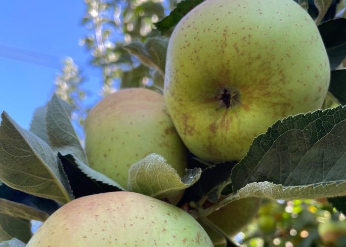 Mele renette - Cofruits