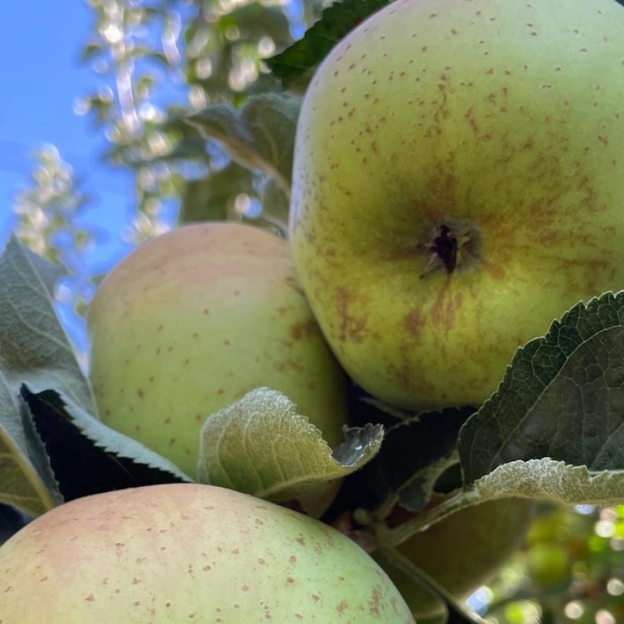 Mele renette - Cofruits