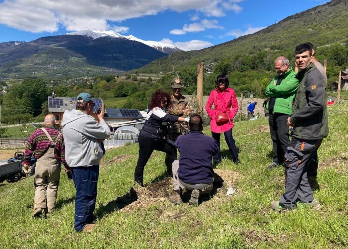 Uno degli ulivi piantati a Quart, vicino alla Fondazione Ollignan